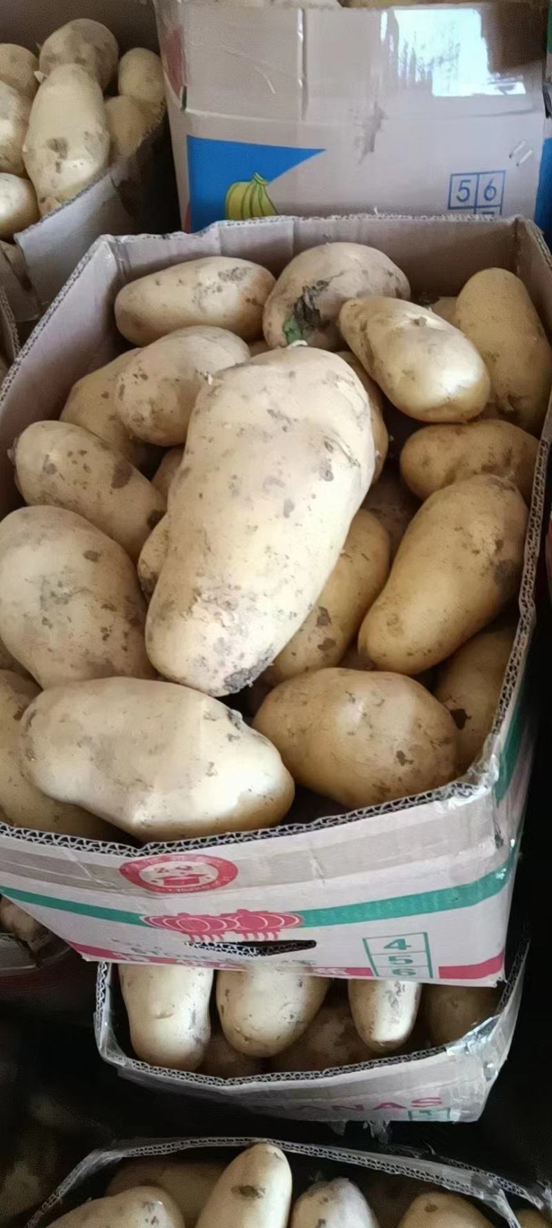 土豆荷兰十五土豆黄皮黄心土豆全国发货