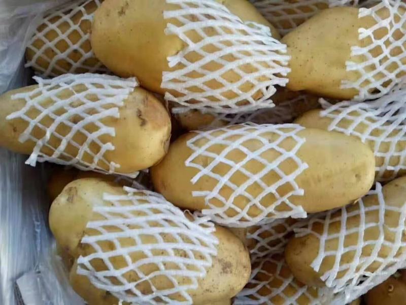 土豆荷兰十五土豆黄皮黄心土豆全国发货