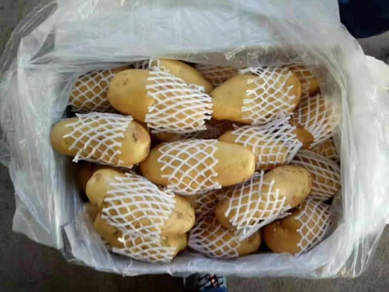 土豆荷兰十五土豆黄皮黄心土豆全国发货