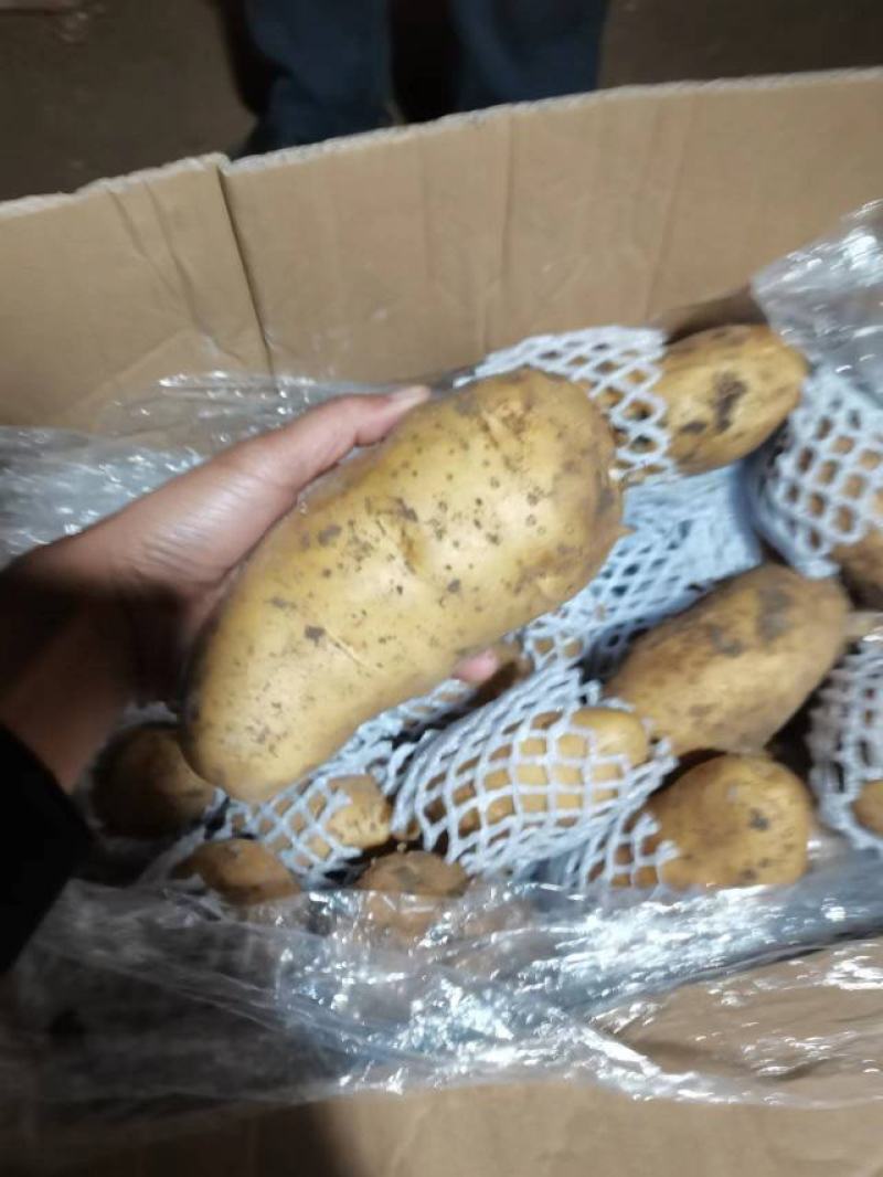 土豆荷兰十五土豆黄皮黄心土豆全国发货