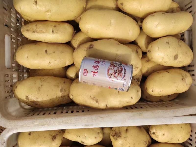 土豆荷兰十五土豆黄皮黄心土豆全国发货