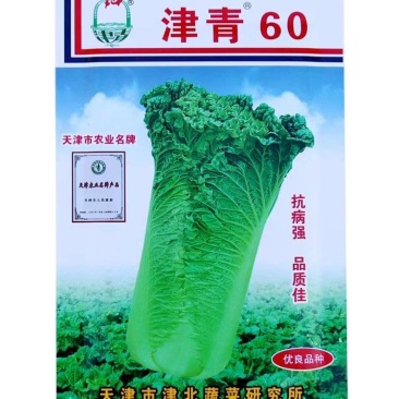 天津青种子津青60大青麻叶种子竹茼青麻叶种子早熟。