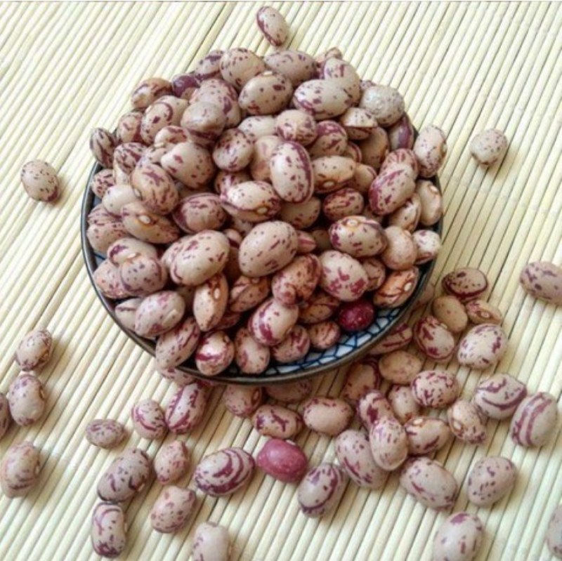 天源一号雀蛋豆外型美观营养丰富是理想的食米豆类