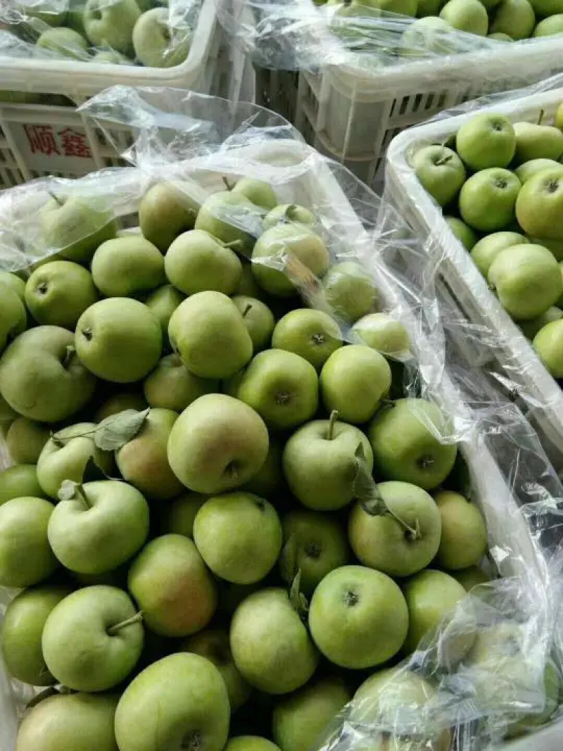 青苹果美八采青，冰糖心红露，大量上市了，