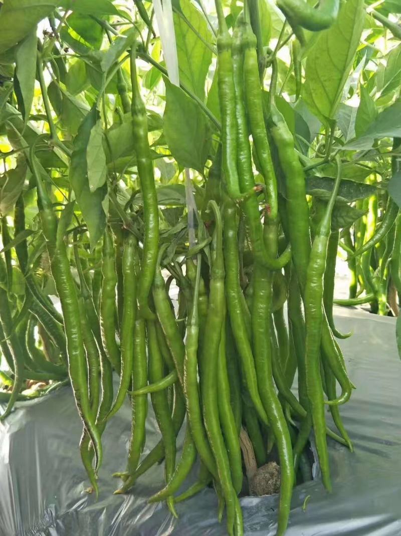 鼎辣55线椒种子香辣光滑顺直囗感好青熟产量高耐湿热