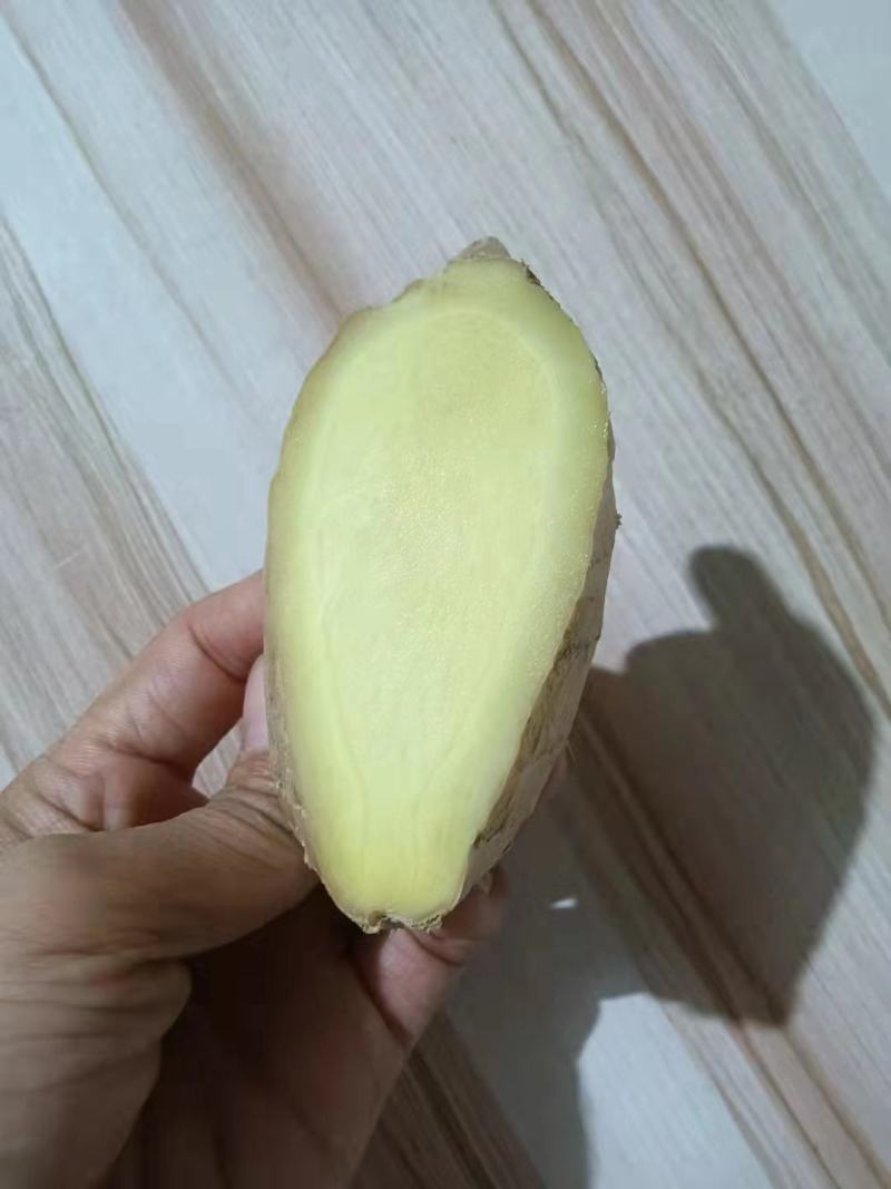 小黄姜，沙土地，版型好看颜色蜡黄，全国发货，坏烂包赔