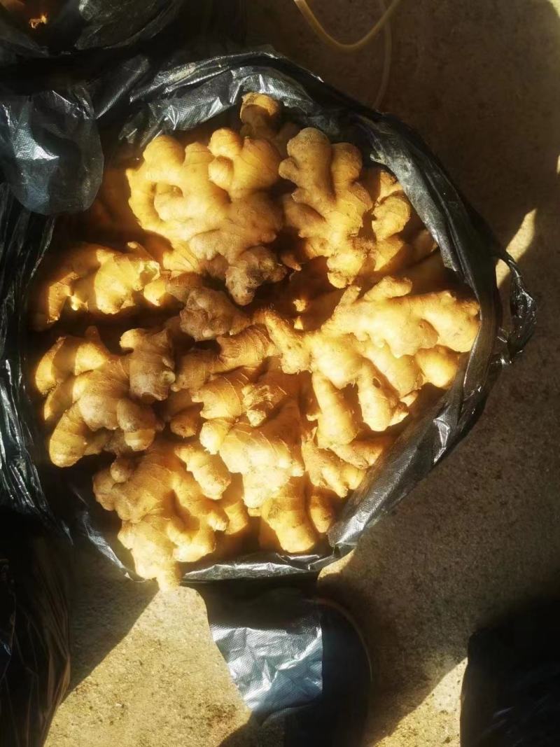 小黄姜，沙土地，版型好看颜色蜡黄，全国发货，坏烂包赔