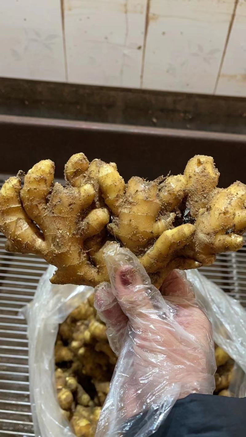 小黄姜，沙土地，版型好看颜色蜡黄，全国发货，坏烂包赔