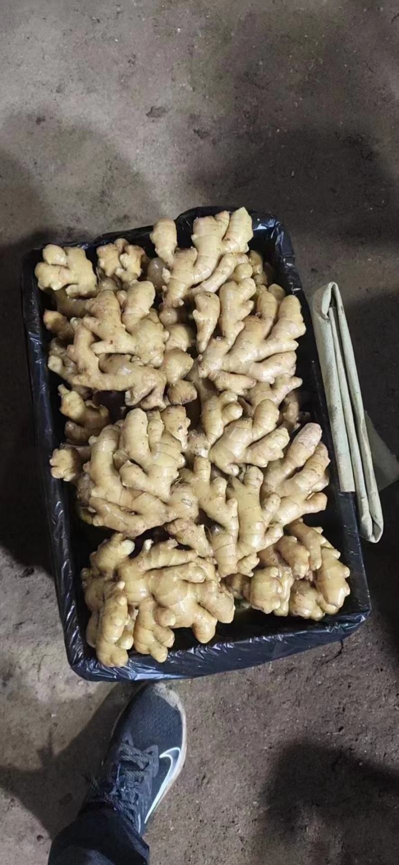 小黄姜，沙土地，版型好看颜色蜡黄，全国发货，坏烂包赔