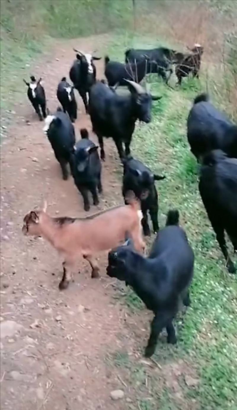 黑山羊纯种小羊活苗活体母羊种公羊羊羔小黄羊养殖种羊努比亚