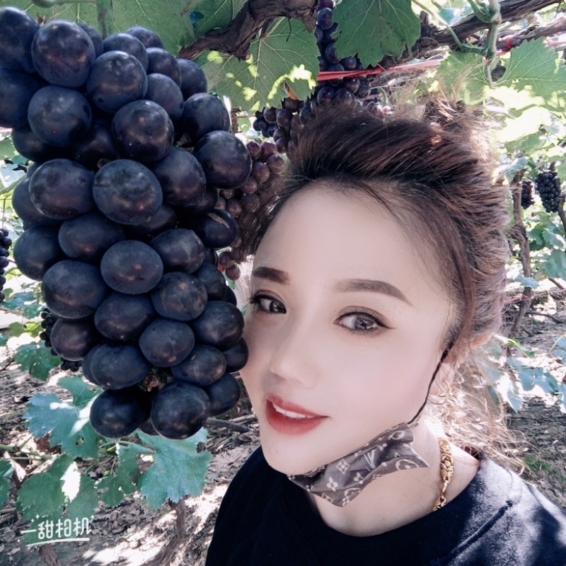 巨峰，辽峰葡萄大量上市果口甘甜，颗粒好，果粉好