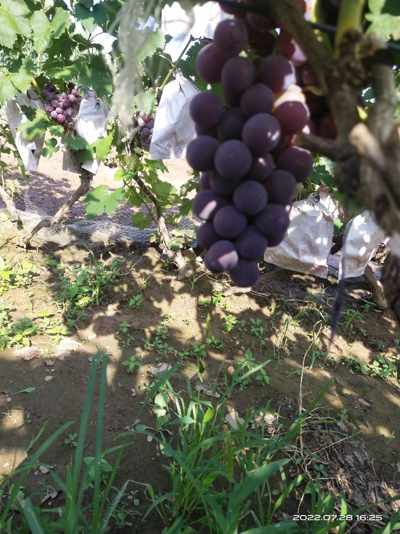 河北邯郸精品巨峰葡萄大量上市，口感非常好，颗粒大串大