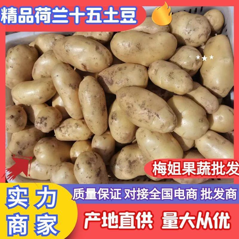 【实力商家】荷兰十五土豆黄皮黄心一手货源价格不贵