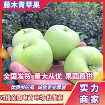 青苹果藤木红露，辽伏苹果60mm以上光果一手货源