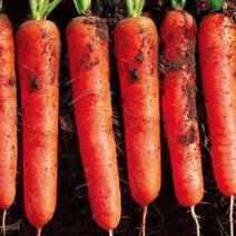 胡萝卜，三红胡萝卜带土3两以上10厘米以上可水洗