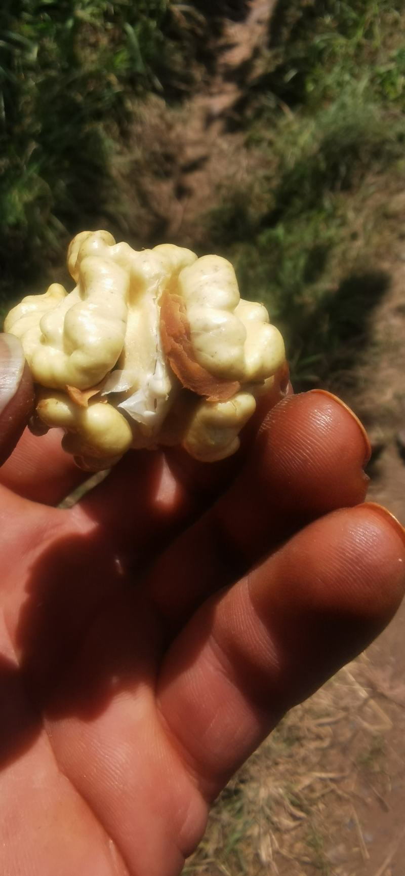 青皮优质品种核桃，个大皮薄，口感十足，有礼品2号，清香