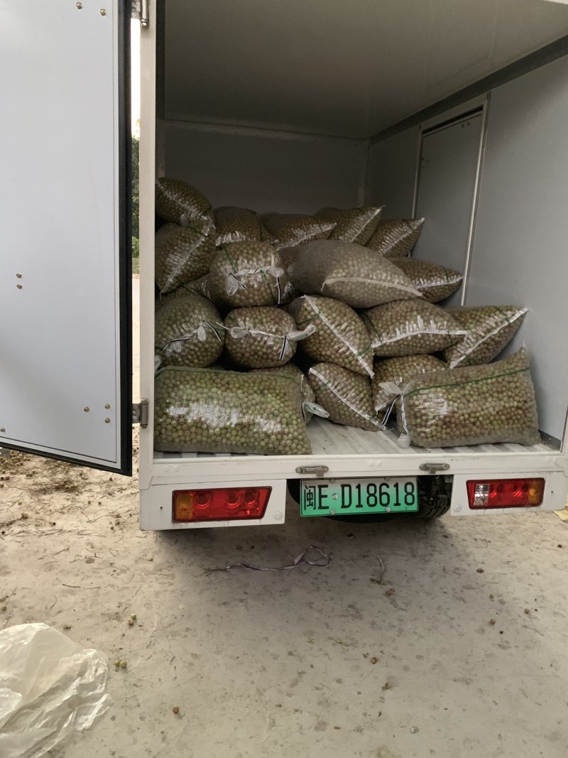 应季水果余甘果牛甘果