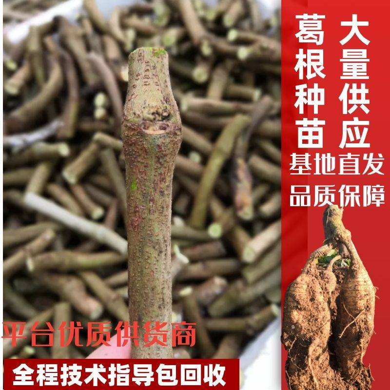 大量供应葛根种苗，葛根苗全程技术指导，包回收欢迎来电