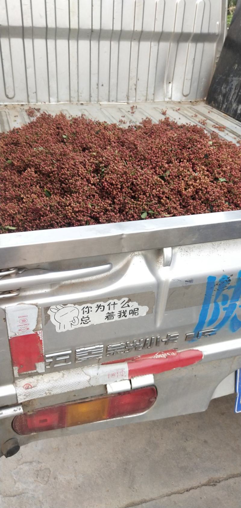 产地鲜花椒以质论价一手货源自家配有冷库客户自己收代收都可