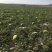 精品宁夏硒砂瓜大量上市，诚信代发全国各地和商超