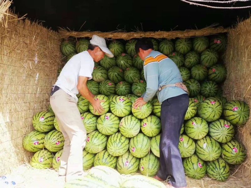 精品宁夏硒砂瓜大量上市，诚信代发全国各地和商超