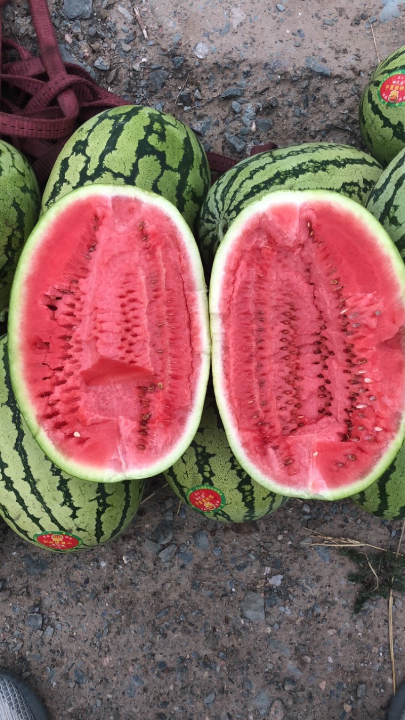 精品宁夏硒砂瓜大量上市，诚信代发全国各地和商超