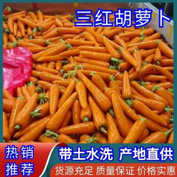 精品三红胡萝卜3两以上带土10厘米以上电商货源