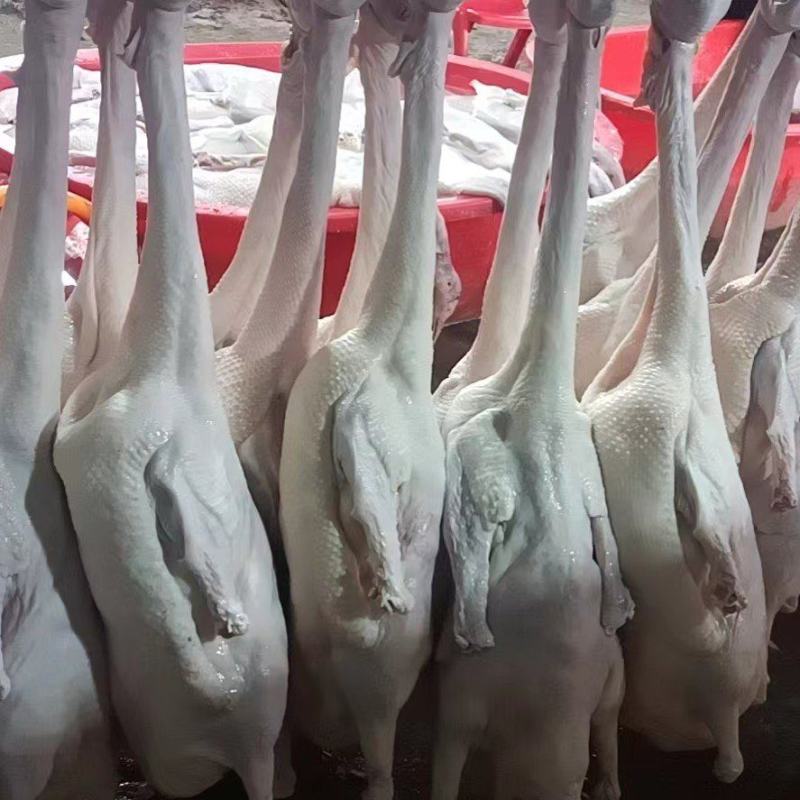 批发精品白条一级鹅，全国冷链发货，适合烤鹅，烧鹅，品质好