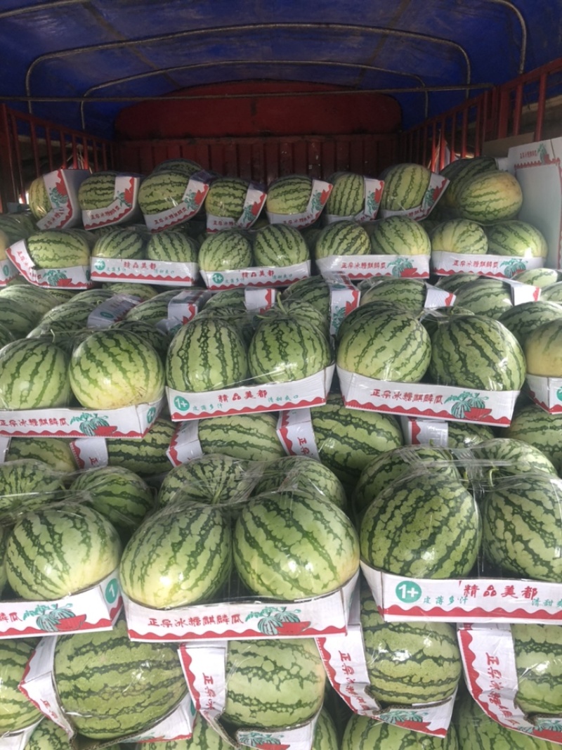 【优质】大棚美都大量上市，诚信代发全国各地和商超负责找车