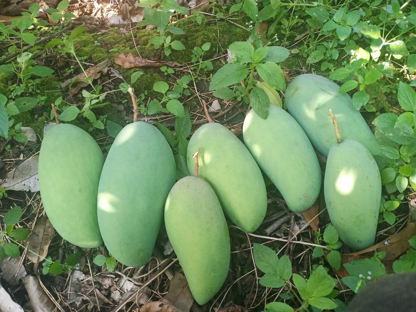 大青芒果实特写