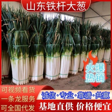 大葱正宗山东铁杆大葱长白大葱质量好欢迎联系量大从优