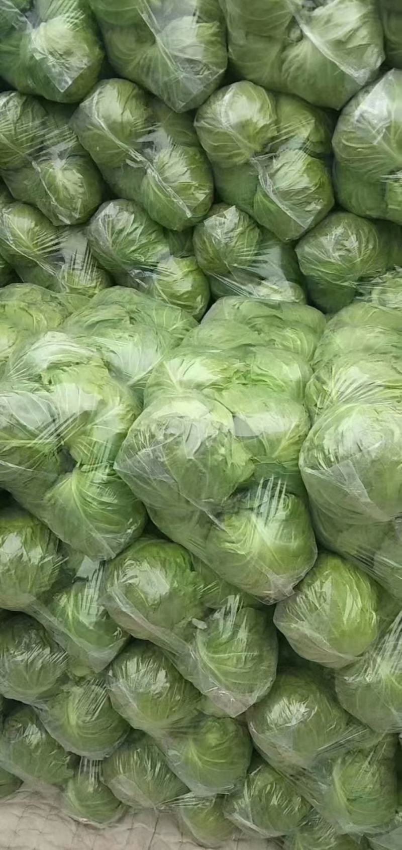 精品甘蓝包菜直供商超批发市场，各种包装，量大从优，电商货