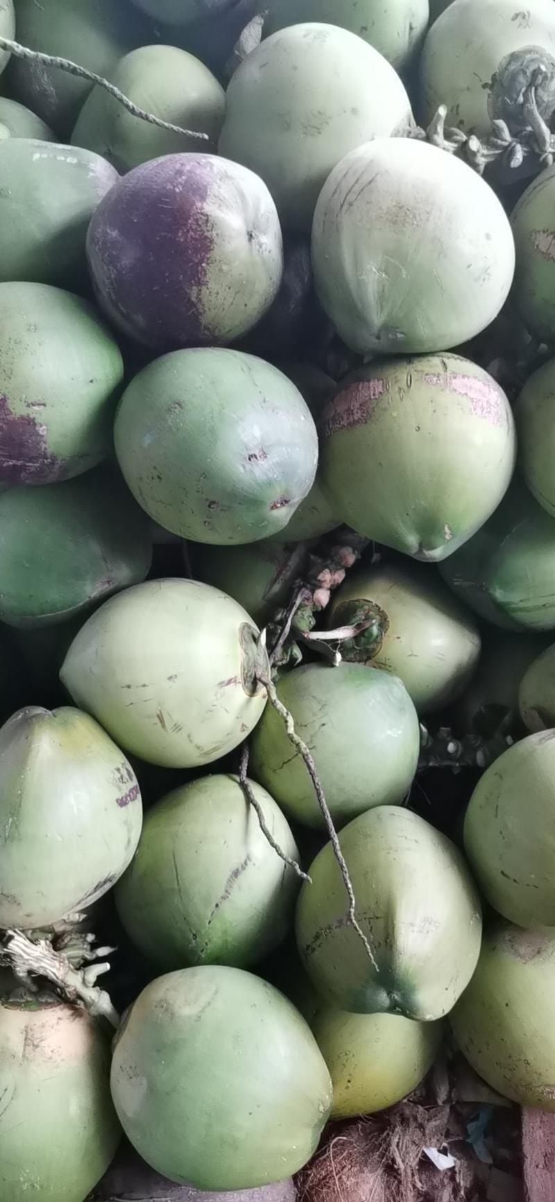 海南椰青（6个装）青椰子应当季新鲜孕妇水果包邮