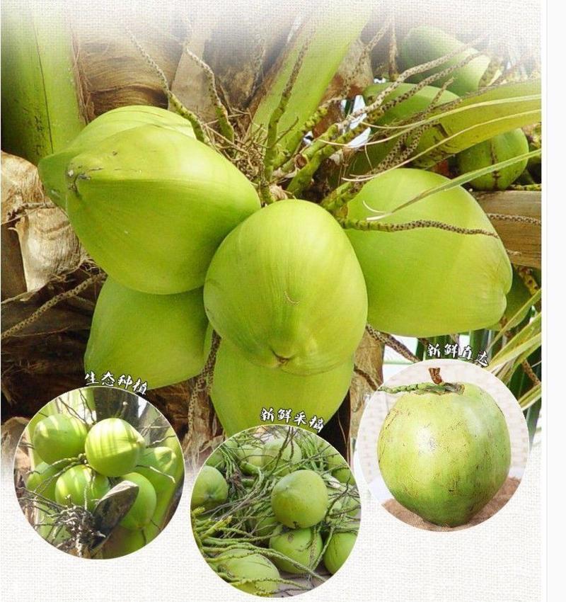海南椰青（6个装）青椰子应当季新鲜孕妇水果包邮