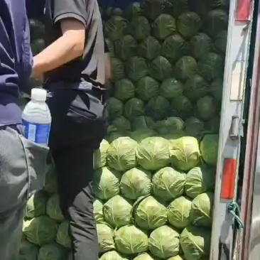 甘蓝