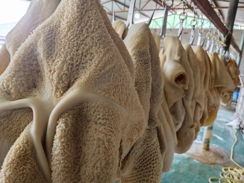 河北精品毛肚新鲜大量现货禽畜初加工品一手货源