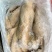 河北精品毛肚新鲜大量现货禽畜初加工品一手货源