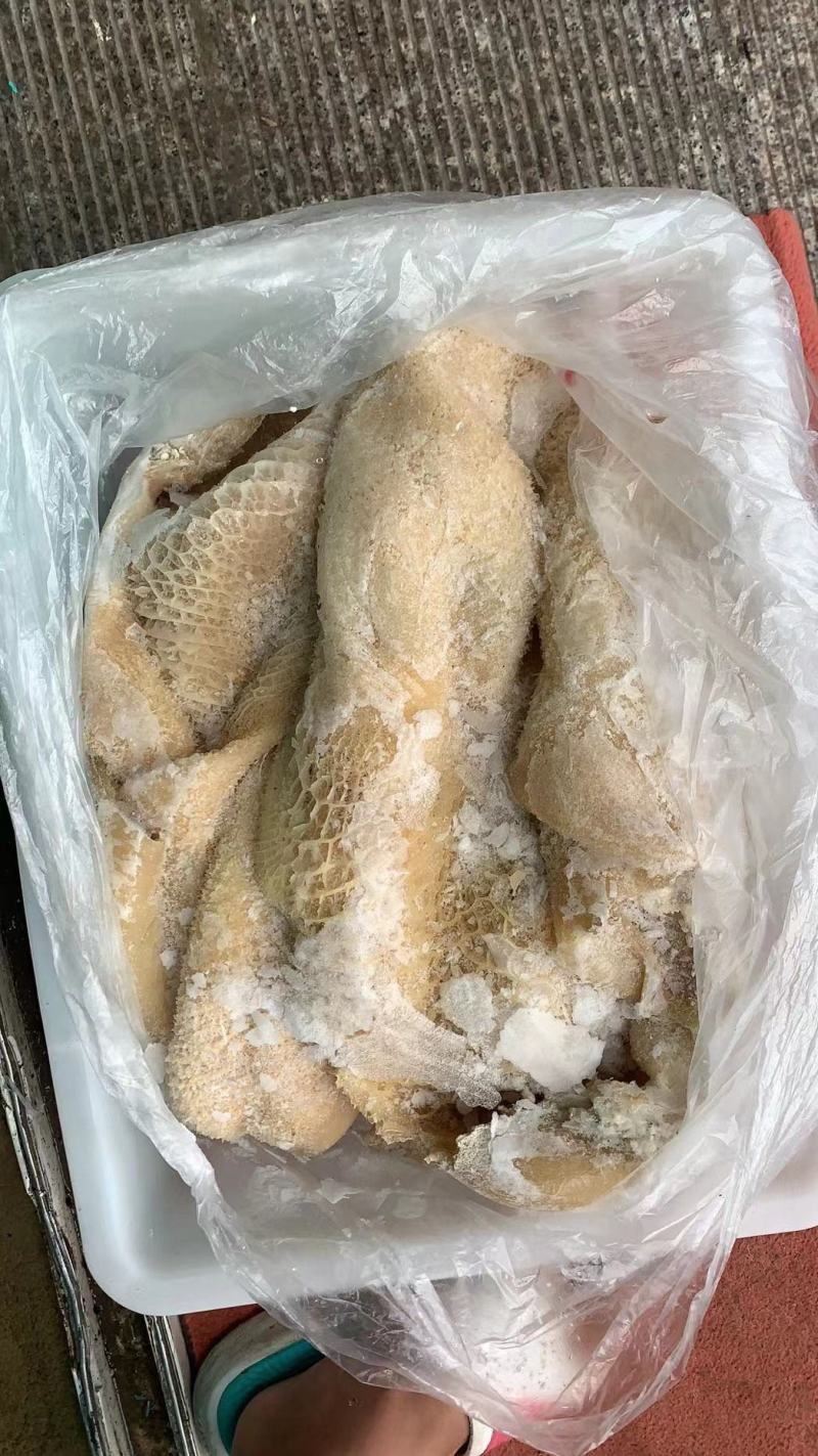 河北精品毛肚新鲜大量现货禽畜初加工品一手货源