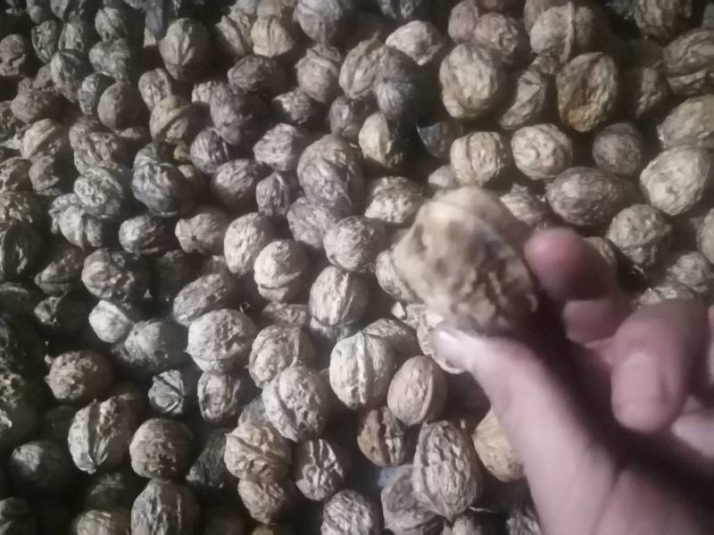 青皮核桃