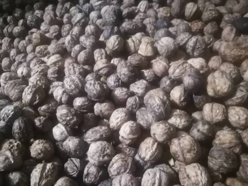 青皮核桃