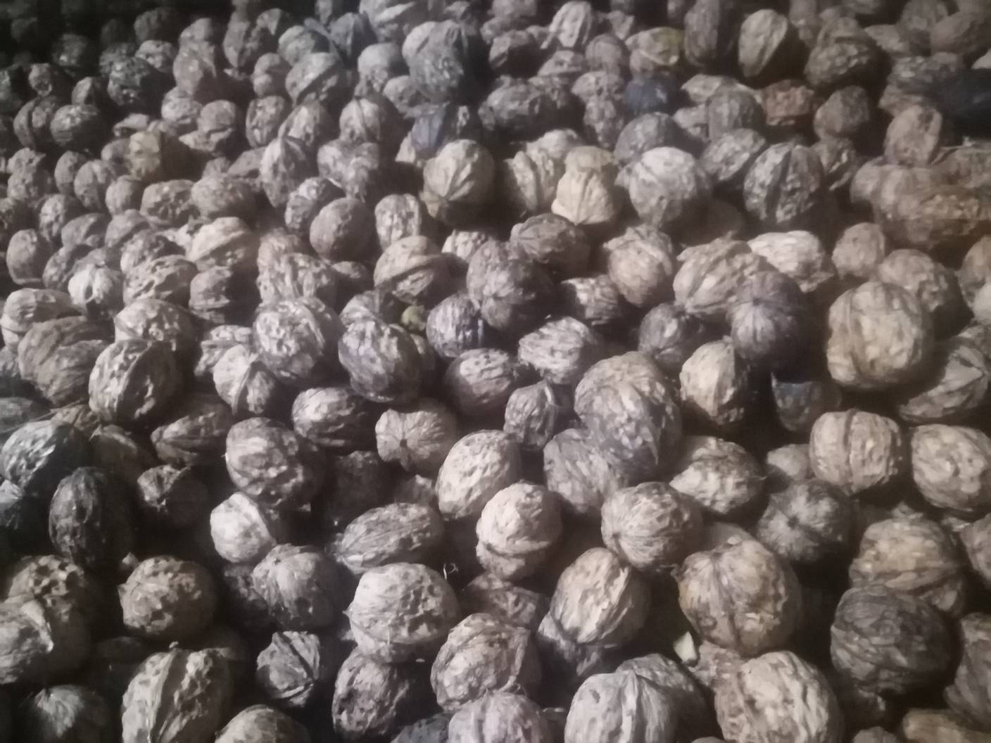 青皮核桃堆沤处理