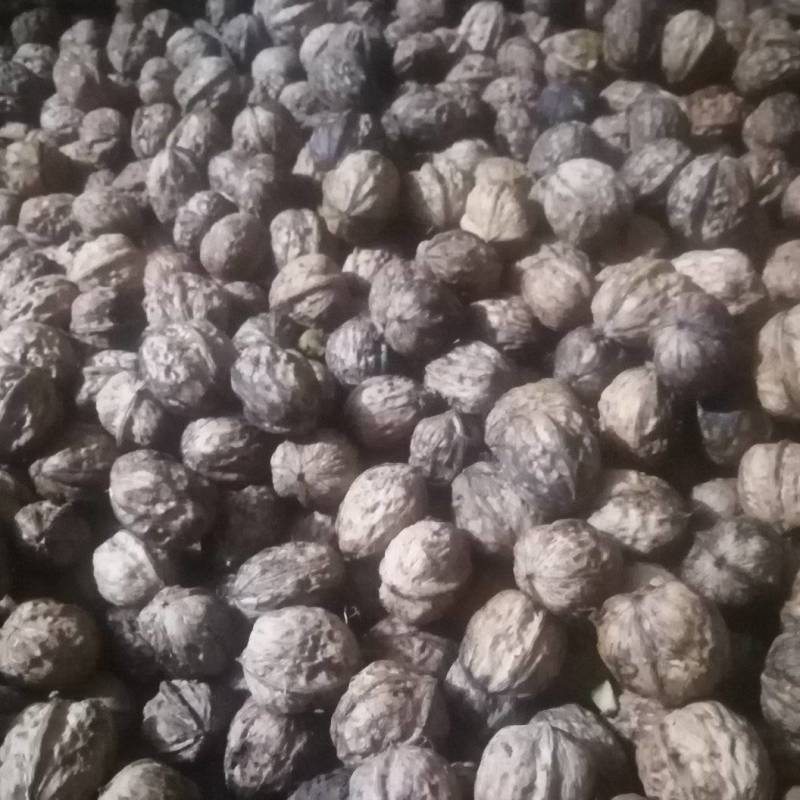 青皮核桃