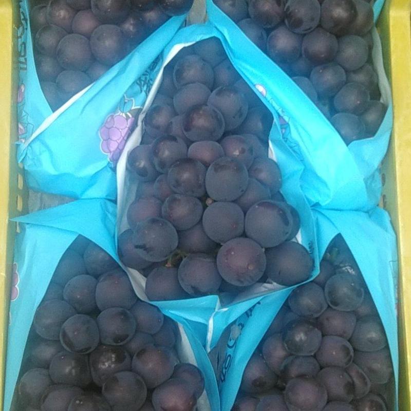 辽宁精品巨峰葡萄大量上市，颗粒大，口感甜，可供全国