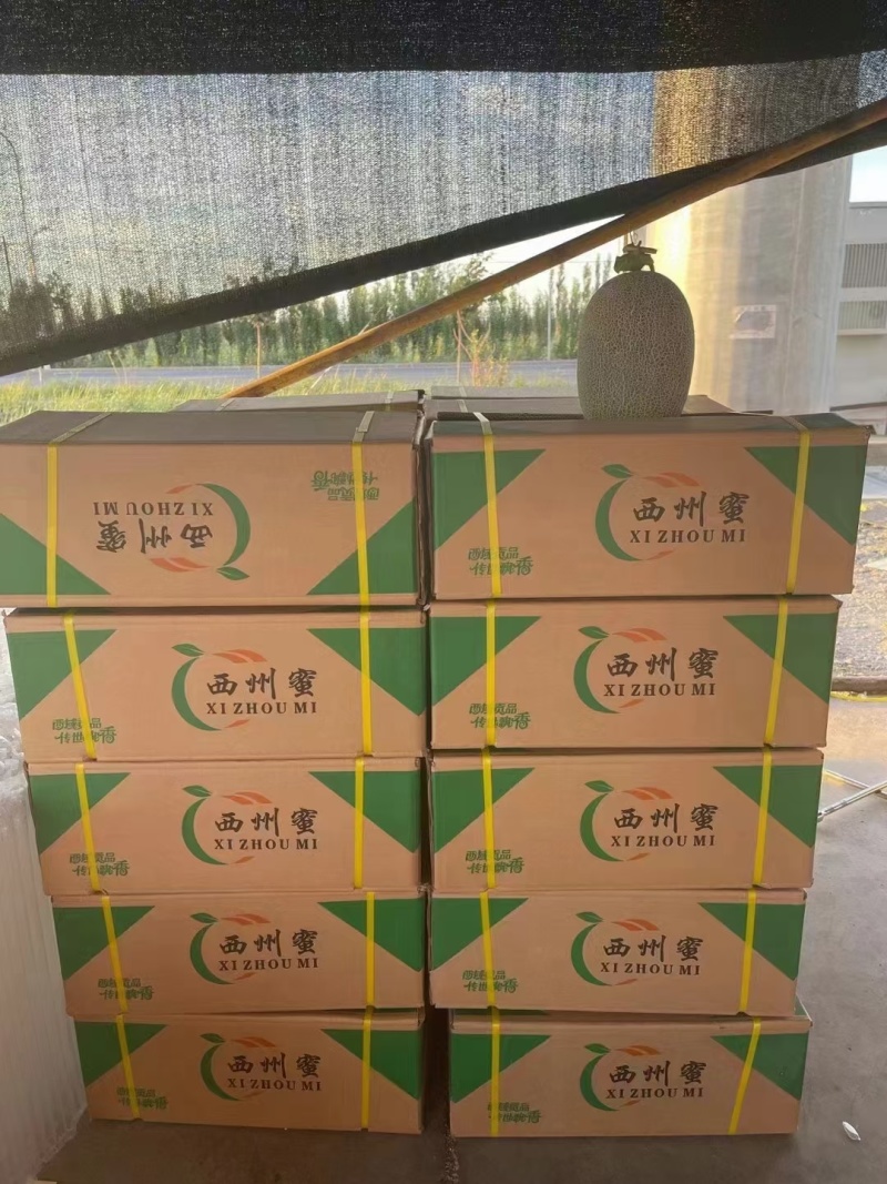 甘肃民勤哈密瓜西州蜜17号大量现货供应链，供应全国