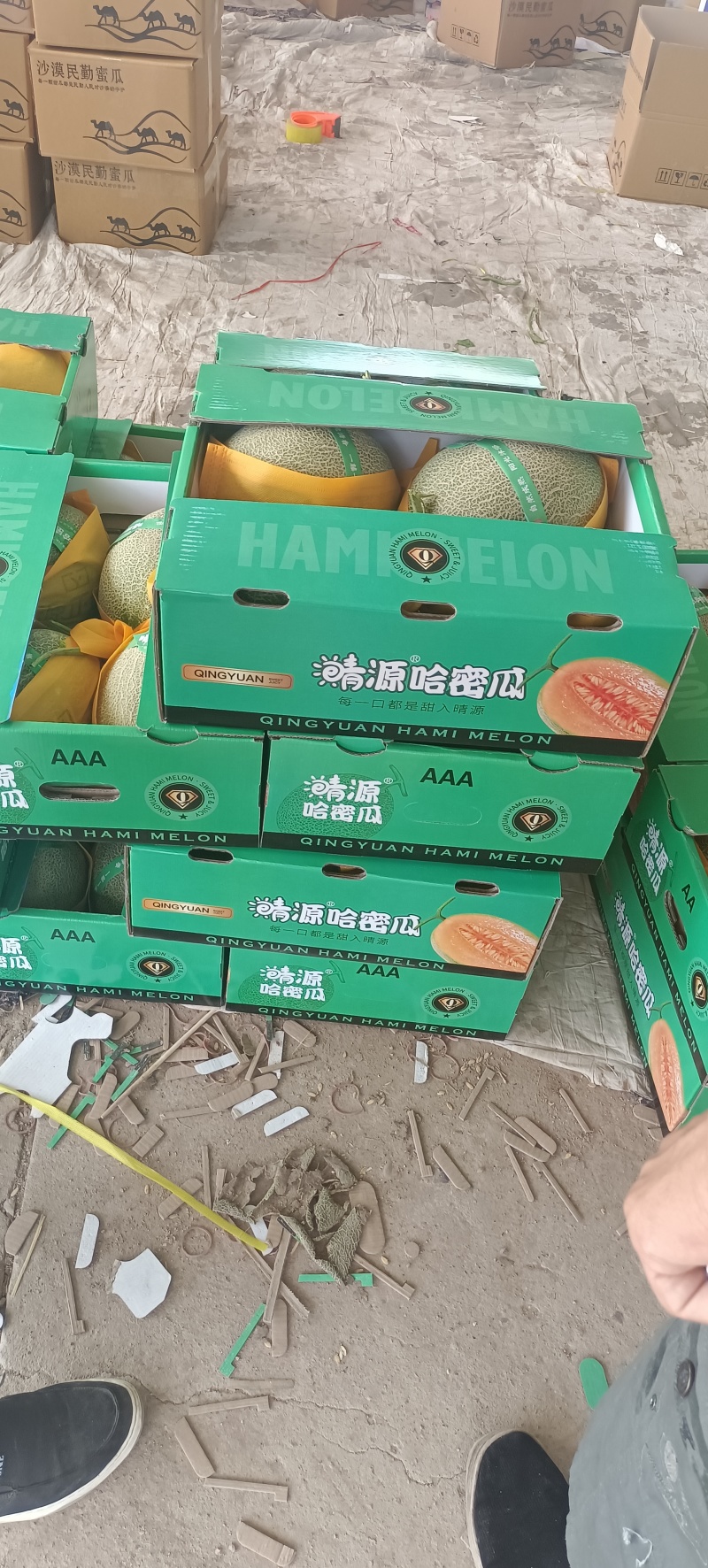 甘肃民勤哈密瓜西州蜜17号大量现货供应链，供应全国