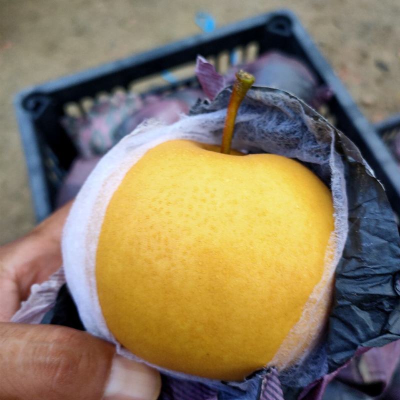 圆黄梨大量上市，保质保量，诚信为本，欢迎采购。