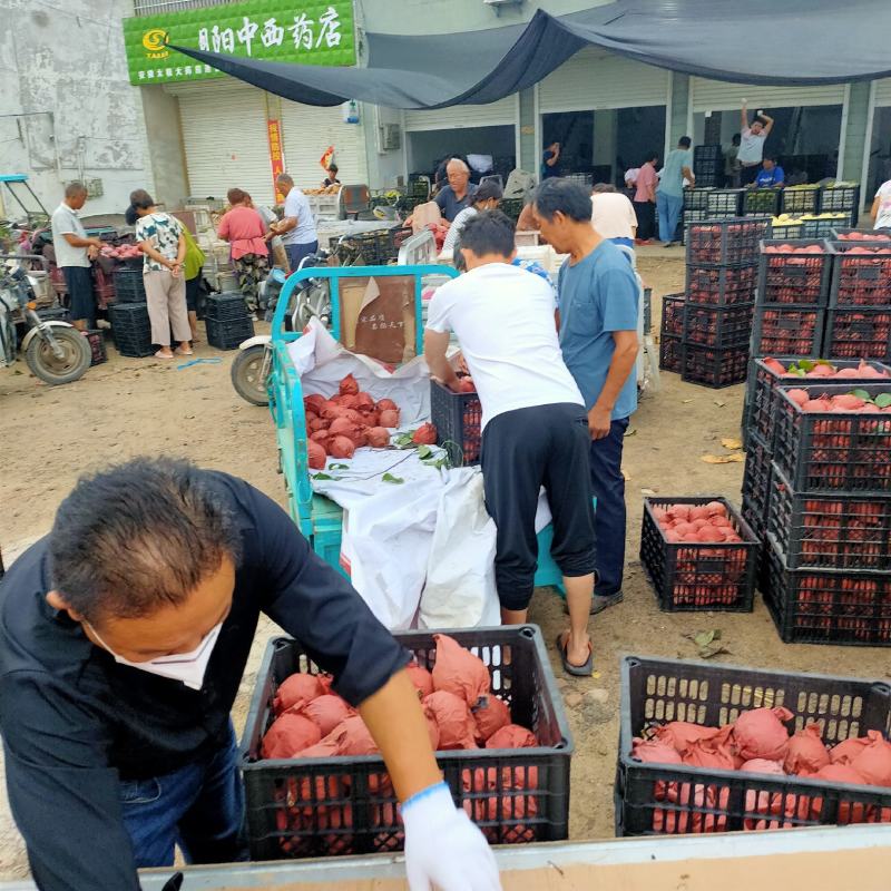 圆黄梨大量上市，保质保量，诚信为本，欢迎采购。
