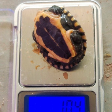 南石苗子