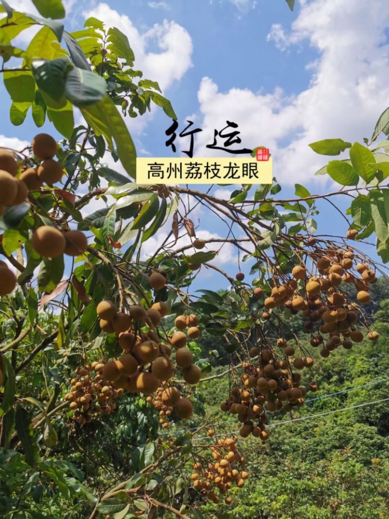 石硖龙眼