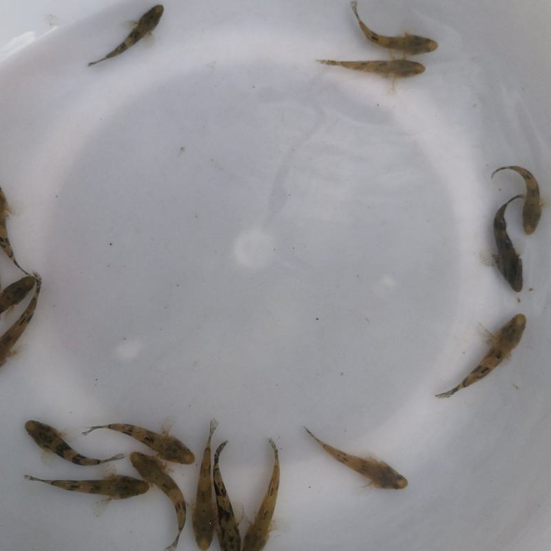 l供应优质淡水鱼苗，笋壳鱼苗生长快抗病力强。